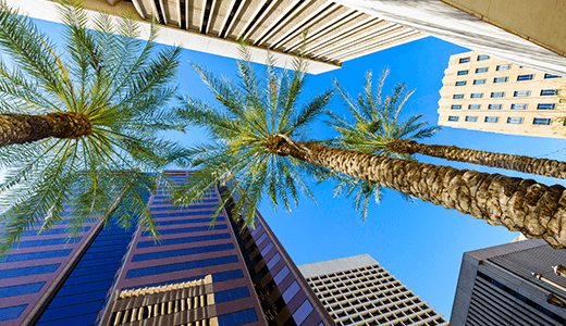 buildings with palm trees